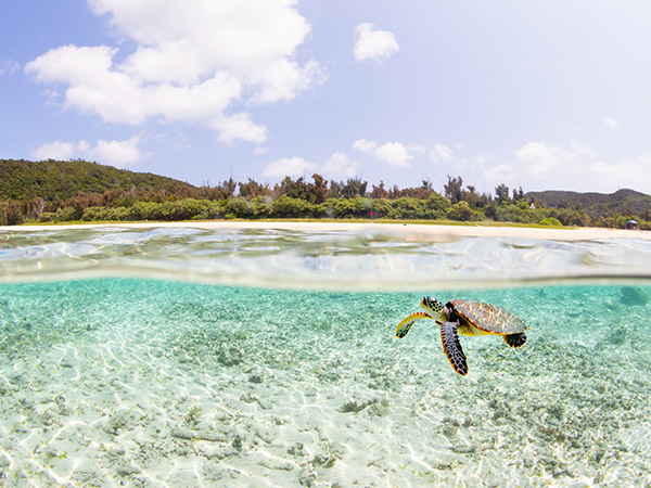 alf underwater view of a baby sea turtle swimming in the crystal clear waters of Zamami island in the Kerama island chain