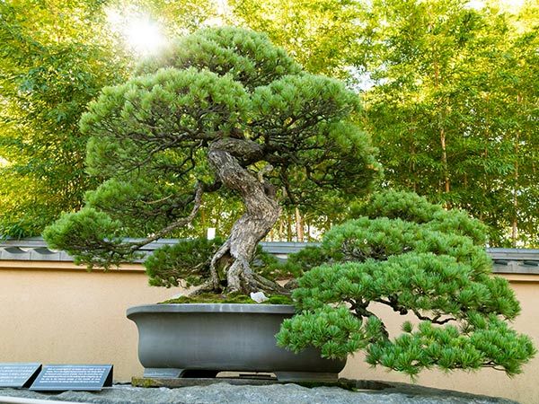 saitama omiya bonsai art museum