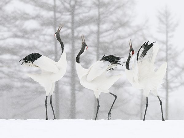Red-crowned cranes dancing in Hokkaido