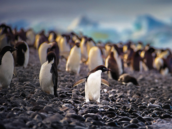 adelie penguins on Paulet Island