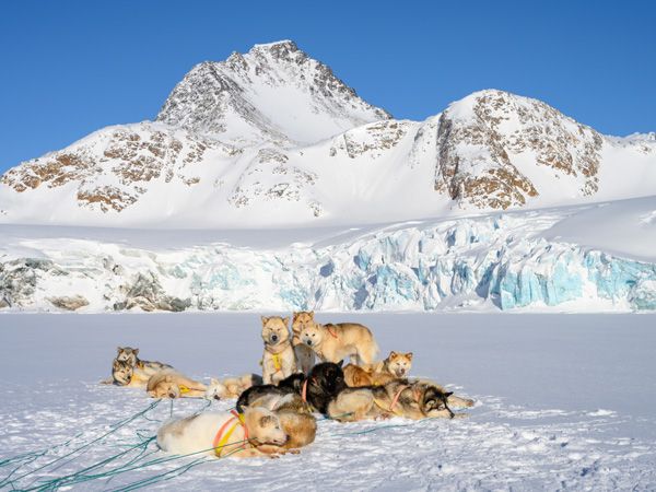 arctic wildlife at Apusiaajik Glacier, Greenland