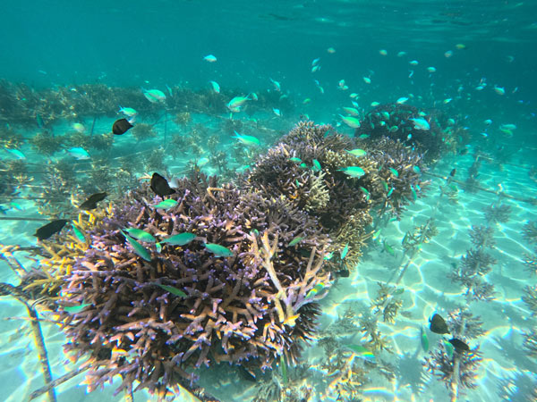 BULA Reef super coral nursery