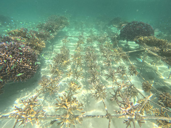 BULA Reef super coral nursery