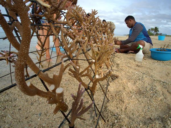 Man helping to Build BULA Reef