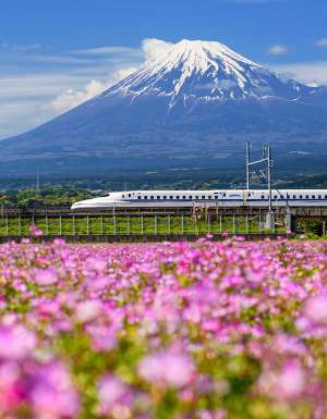Shinkansen or JR Bullet train running pass through Mt. Fuji and Shibazakura at spring