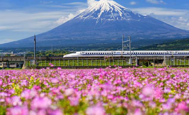 Shinkansen or JR Bullet train running pass through Mt. Fuji and Shibazakura at spring