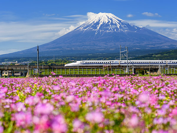 Shinkansen or JR Bullet train running pass through Mt. Fuji and Shibazakura at spring