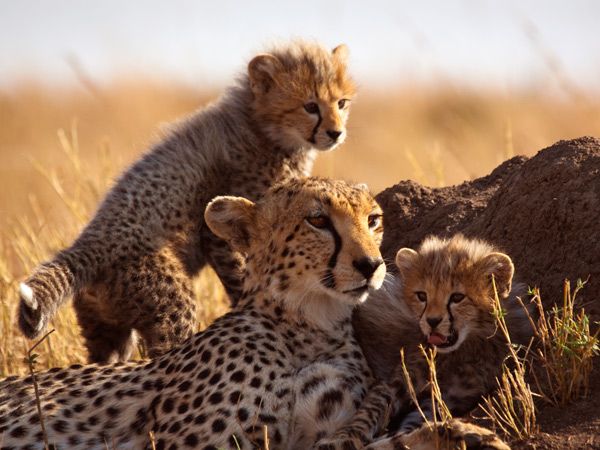 cheetah and cubs in Africa