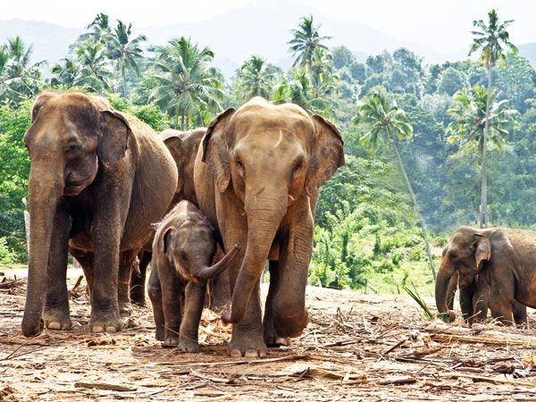 a herd of elephants