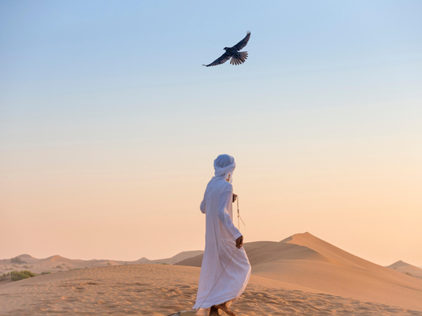 falconry in the UAE