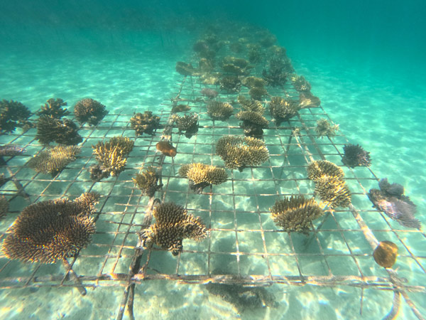 BULA Reef letters
