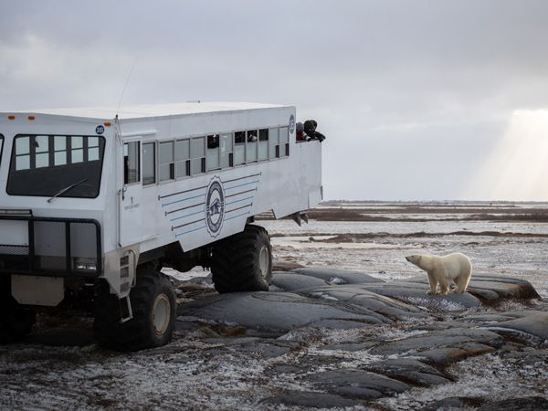 the Tundra Buggy viewing polar bear, Frontiers North Adventures
