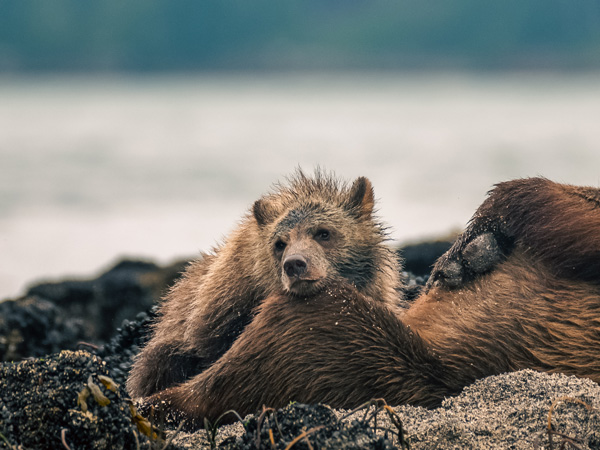 grizzly bears in British Columbia