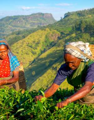 the tea pickers of Sri Lanka
