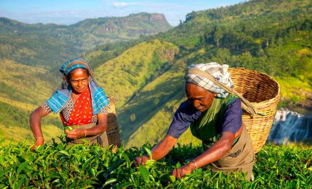 the tea pickers of Sri Lanka