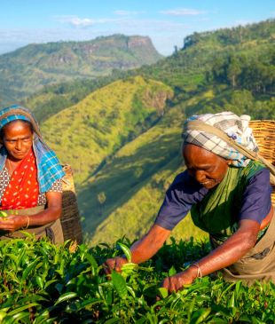Experience Sri Lanka’s vibrant culture up-close on tour