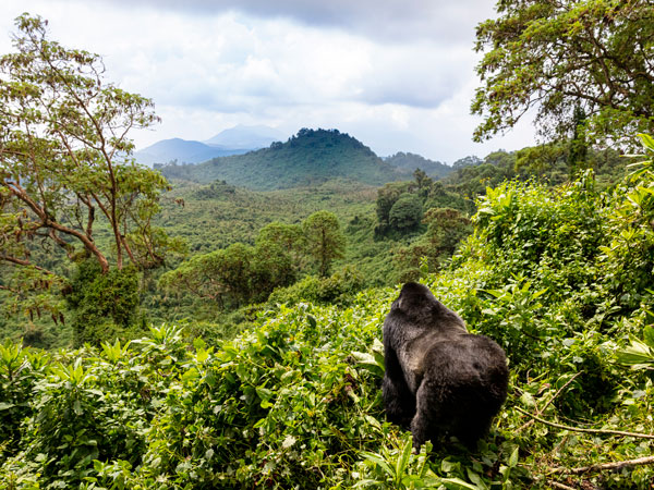 a Mountain Gorilla in Rwanda