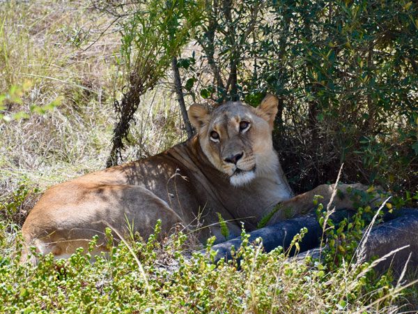 a cheetah resting under the tree