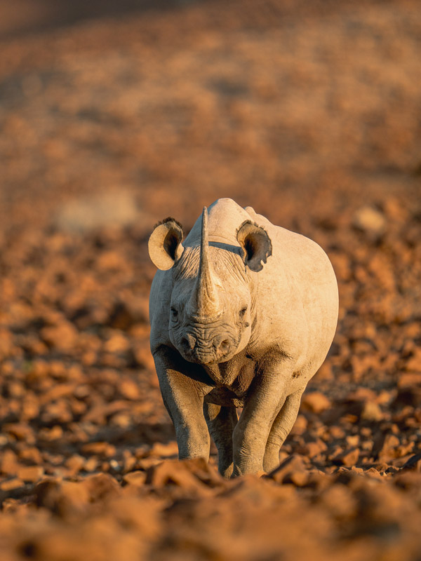 a baby rhino in Namibia