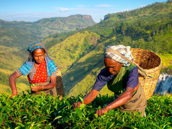 the tea pickers of Sri Lanka