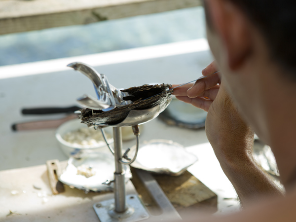 Man cleaning pearls on Taha’a Tahiti