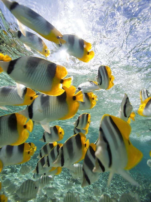 School of fish underwater in Taha’a, Tahiti
