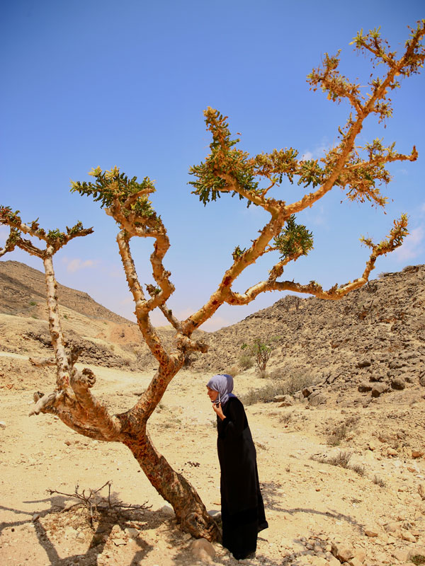 guide Raya Al Alwy under a frankincense tree in Oman