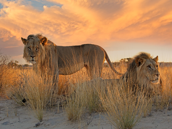 African lions in Kalahari desert