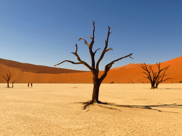 acacia tree skeletons in Deadvlei