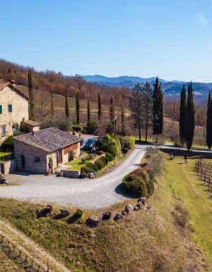 Le Miccine vineyards
