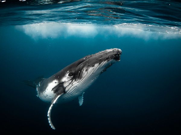 a humpback whale swimming in the blue ocean