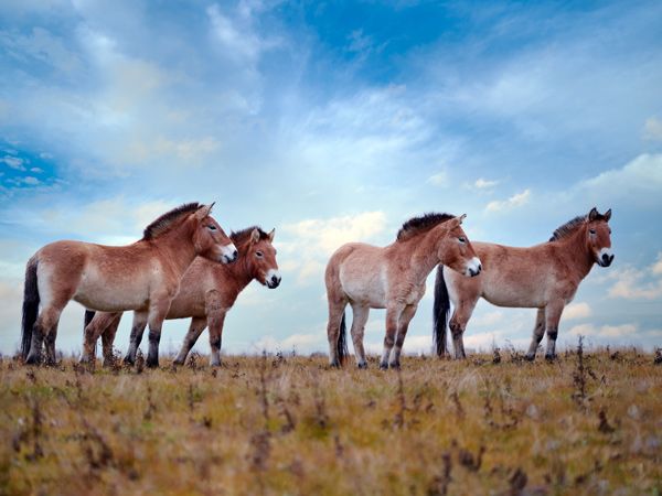 wild horses in Hustai National Park, Mongolia