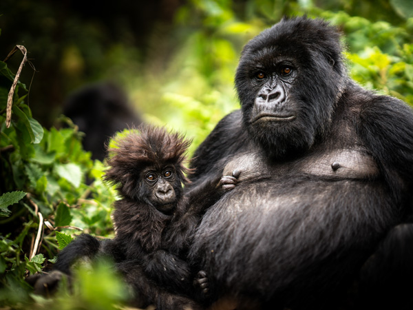 a mother and baby gorilla in the wild, Bisate Reserve, Rwanda