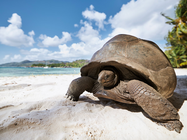 a giant tortoise on the sand, Seychelles