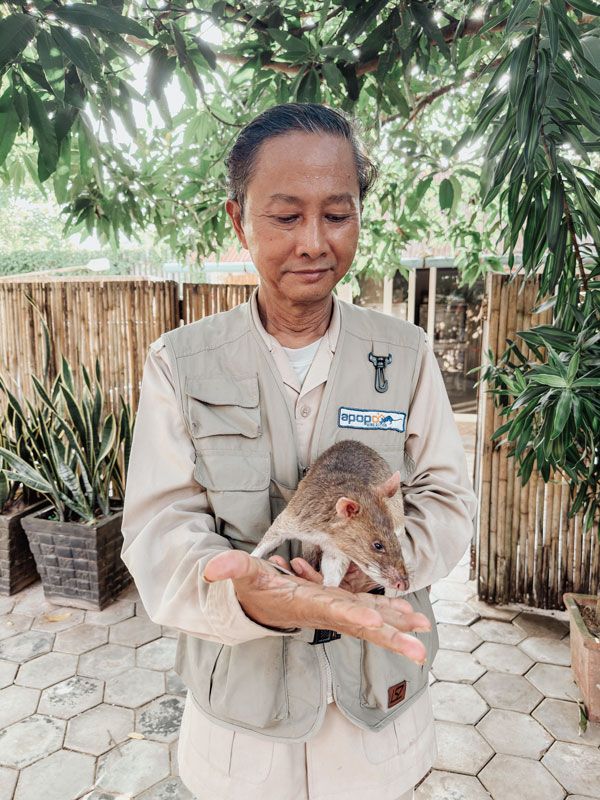 a man holding an African rat of APOPO