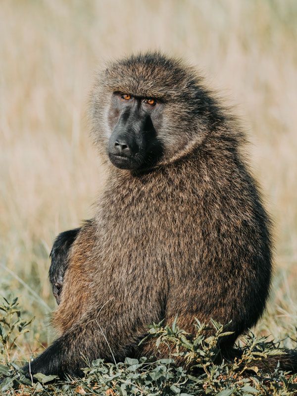a close-up shot of a baboon