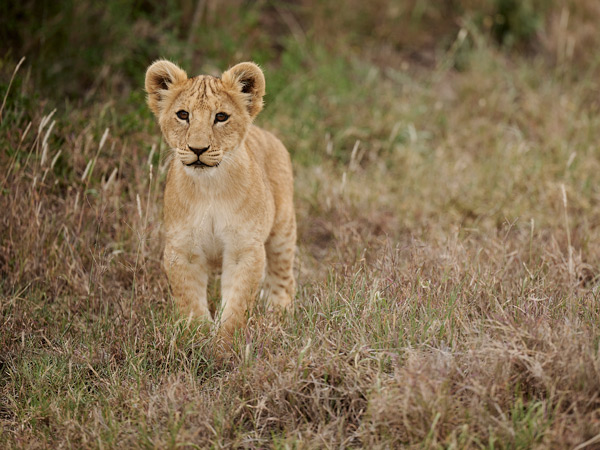 a lion cub in a grassland, Kenya