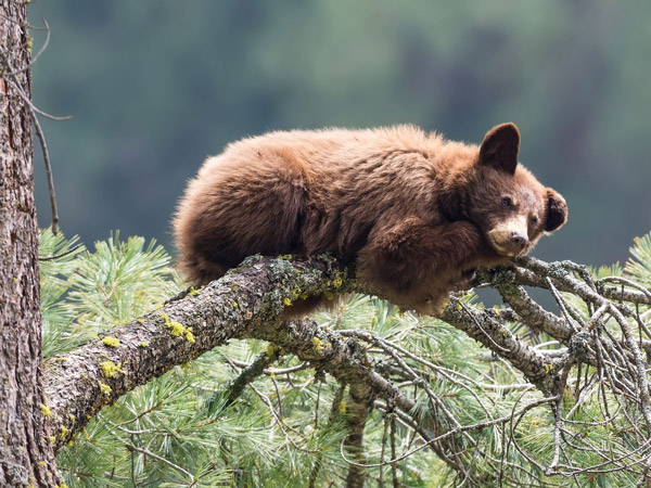 a black bear sleeping on a tree branch in Sequoia National Park in California