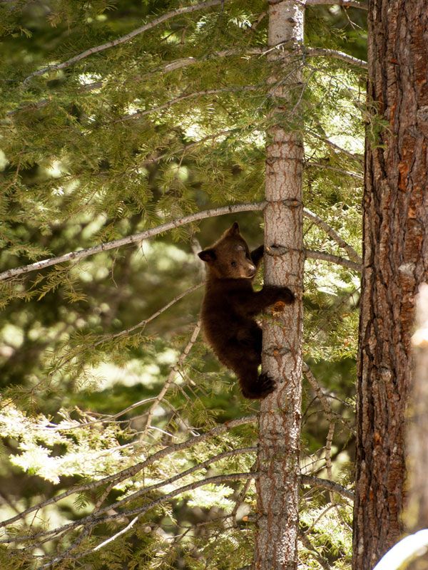 a black bear hugging a tree at Yosemite National Park