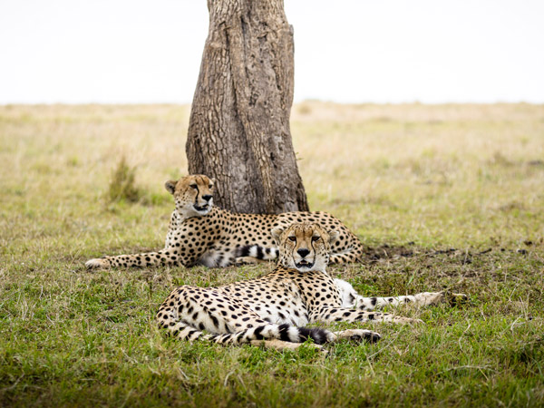 cheetahs relaxing in the grass