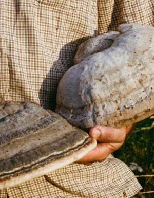 holding conk or horseshoe fungus