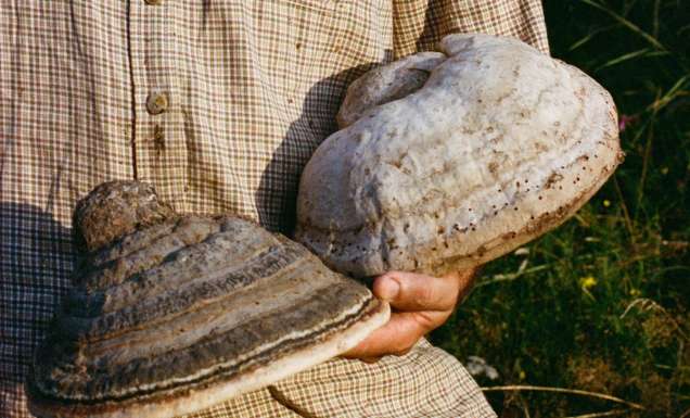 holding conk or horseshoe fungus