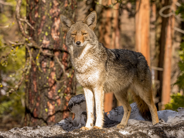 a coyote in Yosemite, California