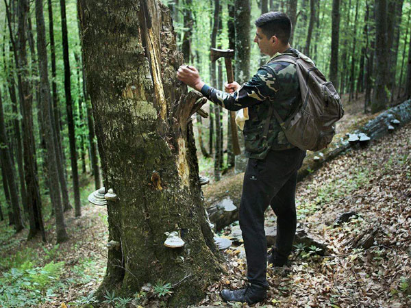 foraging for conk