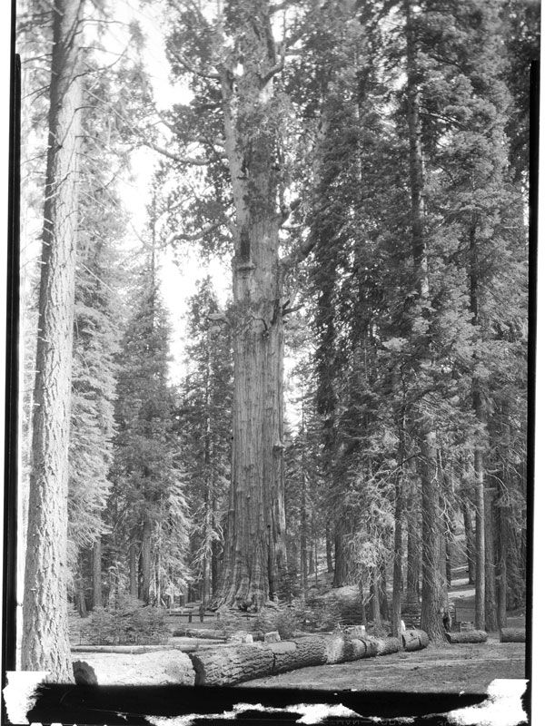 a black and white photo of the General Sherman