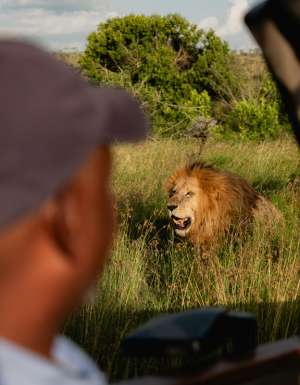 a lion in the safari as seen from a 4WD