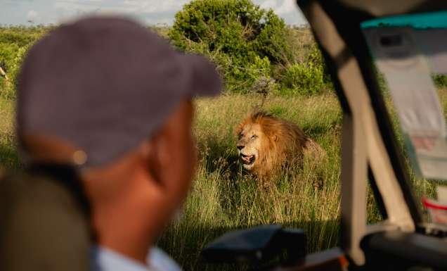 a lion in the safari as seen from a 4WD