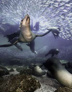 Los Islotes Sea Lions