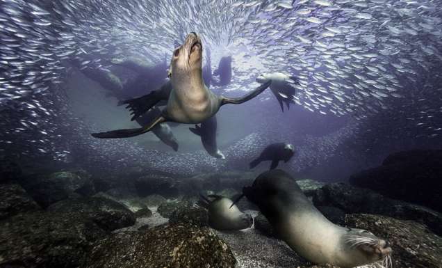 Los Islotes Sea Lions