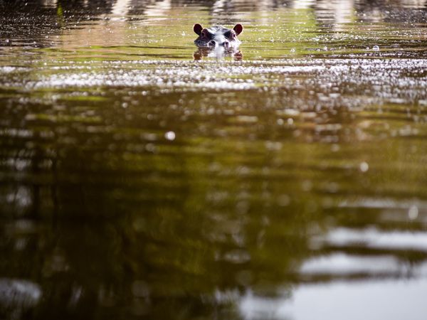 a hippo bathing in the Mara River